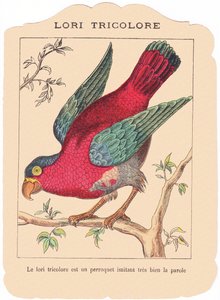 Der dreifarbige Lory ist ein Papagei, der sehr gut sprechen imitiert., Ende 19. Jahrhundert