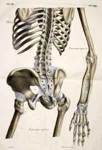 Thorax, fra anatomiske plater av menneskekroppen utført i henhold til naturlige dimensjoner, ledsaget av en forklarende tekst utgitt av cte de Lasteyrie av French School
