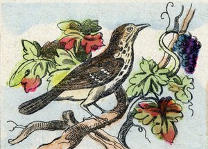 Trost. Gravering i "Buffon Alphabet des Oiseaux n 1". 3. Serie N 1. Avbildning av Epinal, Epinal, sent på 1800-tallet. 16 sider. Mål: 28x21cm av French School