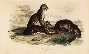 Tiger, Panthera tigris av French School