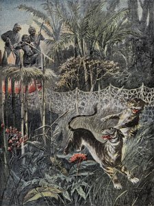Tigerjakt i jungelen i India: fenderne er bak nettet og jegerne er i sikkerhet på belvederen. Gravering i "" Le Pelerin"", den 05/02/1899. Selva Coll. av French School