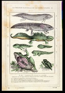 Overgang av fisk til amfibier, fra en bok av Dr. Rengade, ca. 1880 av French School