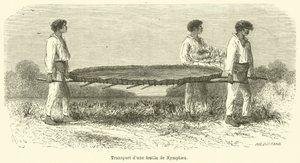 Transport av et Nymphaea-blad (gravering) av French School
