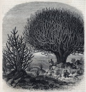 Tre Euphorbo i Øst-Afrika (Sudan). Gravering av Freeman i "" The Picturesque Magasin"" av French School