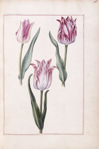 Tulipaner, 1700-tallet av French School