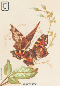 U: Urtiex (Aglais urticae eller Lille skilpadde) av French School