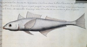 Ukjent fisk, Magellanstredet, akvarell fra loggbok av Jacques Gouin de Beauchesne (1652-1730), kaptein for Compagnie royale de la Mer du Sud, fra 1698 til 1701, Frankrike av French School