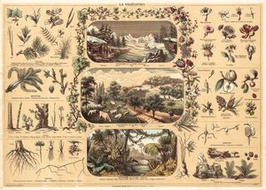 Vegetasjon (farge litho) av French School