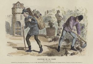 Vindyrking, 1400-tallet av French School