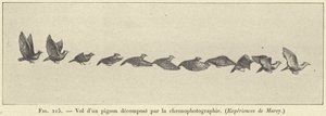 Flyvning av en nedbrutt due ved kronofotografering av French School