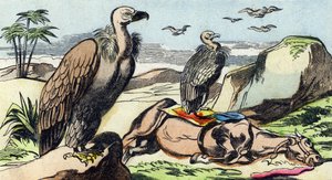 Gribber. Gravering i "Buffon Alphabet des Oiseaux n 1". 3. Serie N 1. Avbildning av Epinal, Epinal, sent på 1800-tallet. 16 sider. Mål: 28x21cm av French School