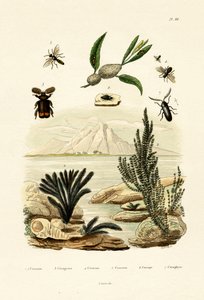 Veps, 1833-39 av French School