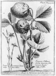West Coast Pine Strawberry, fra Relation of the Voyage of the South Sea to the Coasts of Chily and Peru 1712-16 av A.F. Frezier, utgitt 1716 av French School