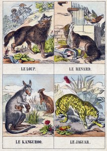 Ulv; Rev; Kenguru ; Jaguar. Gravering i "Buffon Alphabet des Animaux". 3. serie N 1. Avbildning av Epinal, Epinal, sent på 1800-tallet. 16 sider. Mål: 28x21cm av French School