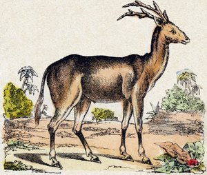 Xantarus. Gravering i "" Alphabet des animaux sauvages"". 9. serie. Bilder av Epinal, Pellerin, trykkeri-utgiver, ca. 1870. Graveringer på tre, stensilert. 16 sider. Mål: 20 x 15 cm. Privat samling av French School
