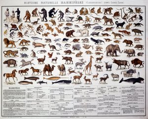 Zoologi: klassifisering av pattedyr i henhold til den franske biologen Georges Cuvier (1769-1832). Naturhistorisk styre av French School