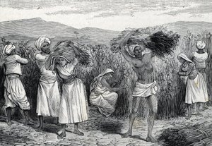 vanlig smilaks eller sarsaparille eller grov bindeved høsting i Peru (gravering) 1888 av French School