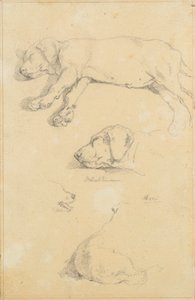 Hundestudier: Waldmann og Ami