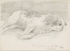 hundestudier