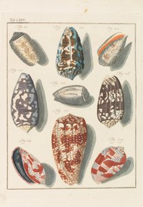 Nytt systematisk conchylia-skap, 1768. av Friedrich Heinrich Wilhelm Martini