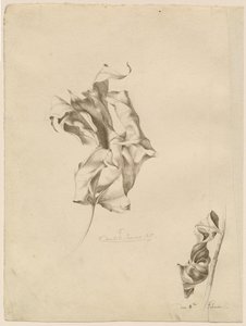 Skrumpede blader av Friedrich Olivier