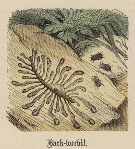 Bark-weevil (farget gravering) av Friedrich Specht