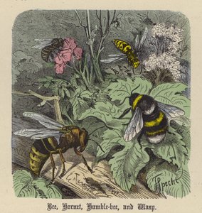 Bee, Hornet, Humble-Bee og Veps (farget gravering) av Friedrich Specht