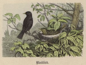 Blackbird (farget gravering) av Friedrich Specht