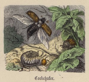 Cockchafer (farget gravering) av Friedrich Specht