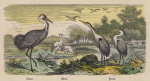 Crane, Stork, Heron (farget gravering)