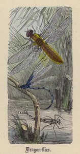 Dragon-fluer (farget gravering) av Friedrich Specht