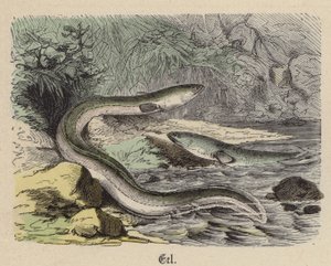 Ål (farget gravering) av Friedrich Specht