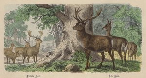 Dåhjort, Rødhjort (farget gravering) av Friedrich Specht