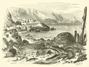 Fiske (gravering) av Friedrich Specht