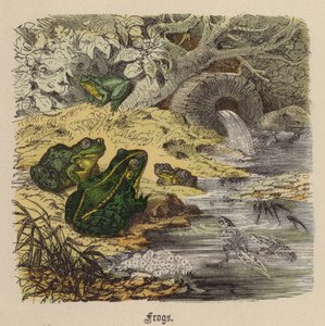 Frosker (farget gravering) av Friedrich Specht