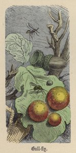 Galleflue (farget gravering) av Friedrich Specht