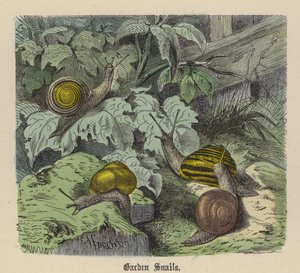 Hagesnegler (farget gravering) av Friedrich Specht