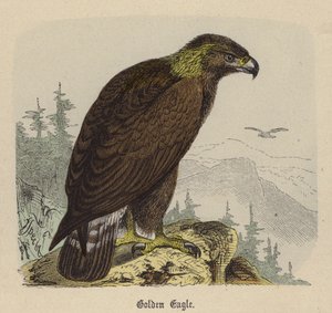 Golden Eagle (farget gravering) av Friedrich Specht