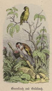 Grønnfink og gullfink (farget gravering) av Friedrich Specht