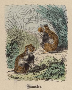 Hamster (farget gravering)