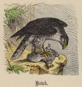 Hawk (farget gravering) av Friedrich Specht
