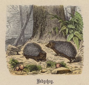 Hedgehog (farget gravering)