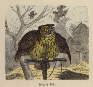 Hornugle (farget gravering) av Friedrich Specht