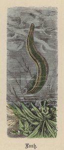 Leech (farget gravering) av Friedrich Specht