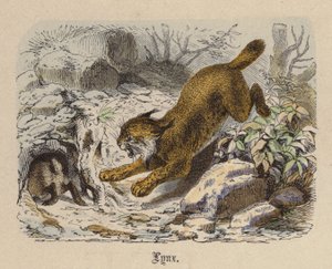 Lynx (farget gravering) av Friedrich Specht
