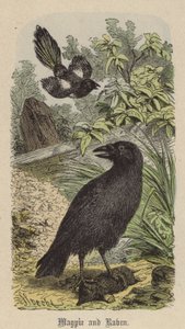 Magpie and Raven (farget gravering)