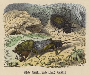 Mole Cricket og Field Cricket (farget gravering)