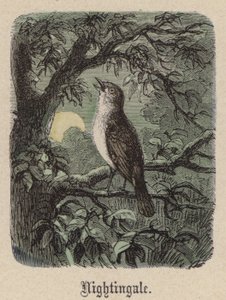 Nattergal (farget gravering) av Friedrich Specht