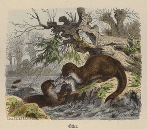 Otter (farget gravering)