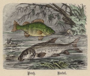 Abbor, Barbel (farget gravering) av Friedrich Specht